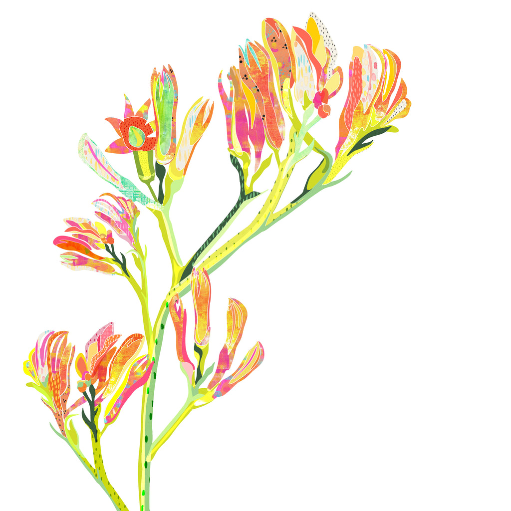 White, square mini card with a red, yellow, orange and pink kangaroo paw flower illustration.